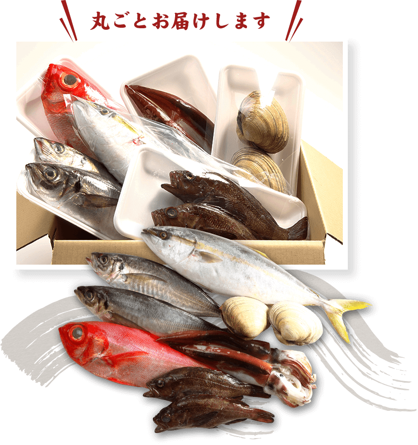 お魚チャレンジBOX,魚